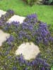 Ajuga 'Chocolate Chip'